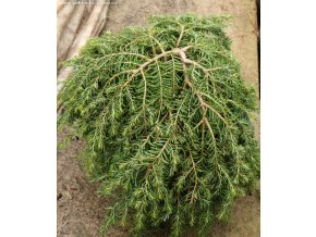 Tsuga canadensis 'Cole' - jedlovec kanadský