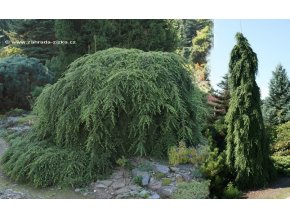 Tsuga canadensis 'Pendula' - jedlovec kanadský