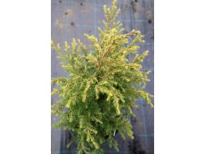 Tsuga canadensis 'Verkade Recurved' - jedlovec kanadský