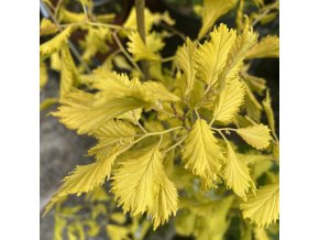 Ulmus cantarctica 'Aurea' - jilm