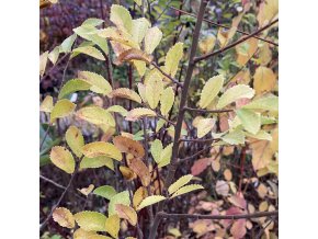 Ulmus parvifolia 'Corticosa' - jilm čínský