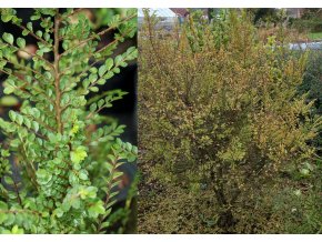 Ulmus parvifolia 'Sagei' - jilm