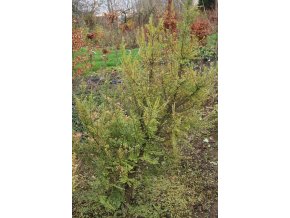 Ulmus parvifolia 'Seiju' - jilm