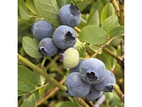 Vaccinium corymbosum BLUEGOLD - borůvka kanadská STŘ.RANÁ