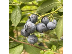 Vaccinium corymbosum BRIGITTA - borůvka kanadská POZDNÍ