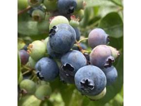 Vaccinium corymbosum BRIGITTA - borůvka kanadská POZDNÍ
