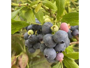 Vaccinium corymbosum DUKE - borůvka kanadská velmi RANÁ