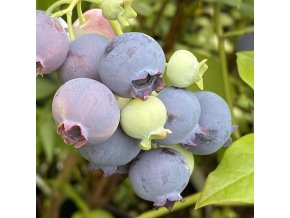 Vaccinium corymbosum HANNAH'S CHOICE - borůvka kanadská STŘ. RANÁ