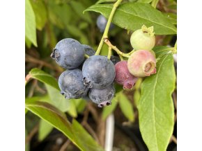 Vaccinium corymbosum HORTBLUE PETITE - borůvka kanadská balkónová