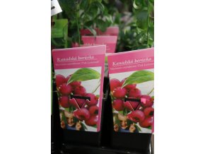 Vaccinium corymbosum PINK LEMONADE - borůvka kanadská růžová