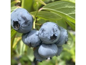 Vaccinium corymbosum SPARTAN - borůvka kanadská VELMI RANÁ
