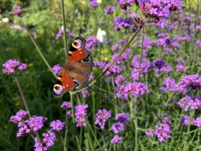 Verbena bonariensis - verbena, sporýš argentinský