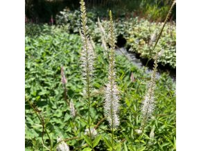 Veronicastrum virginicum f. albiflorum - rozrazilovec viržinský