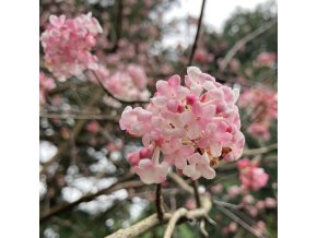 Viburnum bodnantense (x) 'Aberconway' - kalina bodnanská