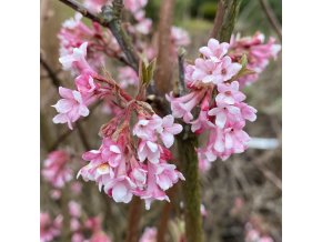 Viburnum bodnantense (x) 'Dawn' - kalina bodnanská