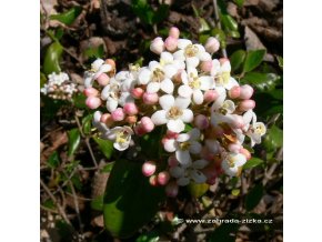 Viburnum burkwoodii (x) 'Conoy' - Kalina Burkwoodova