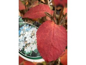 Viburnum carlesii 'Aurora' - kalina Carlesiova