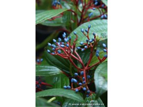 Viburnum davidii - kalina Davidova