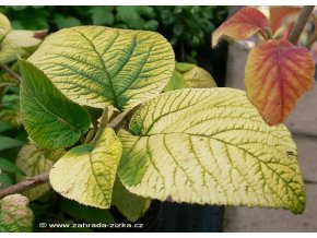 Viburnum lantana 'Aurea' - kalina tušalaj