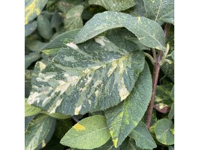 Viburnum lantana 'Variegata' - kalina tušalaj