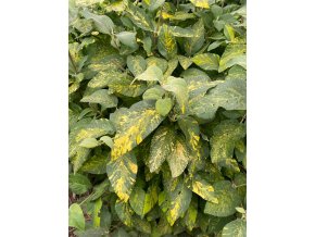 Viburnum lantana 'Variegata' - kalina tušalaj