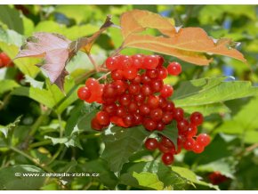 Viburnum opulus - kalina obecná