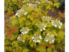 Viburnum opulus 'Aureum' - kalina obecná