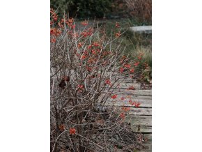 Viburnum opulus 'Compactum'