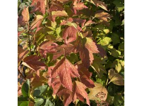 Viburnum opulus 'Pohjan Neito' - kalina obecná
