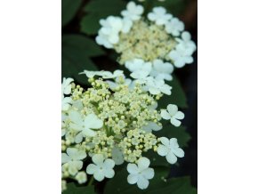 Viburnum opulus 'Ulgen' - kalina obecná