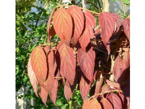 Viburnum plicatum 'Cascade' - kalina