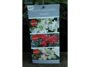 Viburnum plicatum 'Kilimandjaro SUNRISE' - kalina japonská