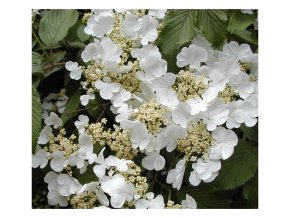 Viburnum plicatum 'Mariesii' - kalina japonská