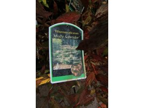 Viburnum plicatum 'Molly Schröder' - kalina japonská