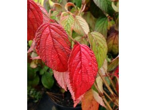 Viburnum plicatum 'Shoshoni' - kalina japonská