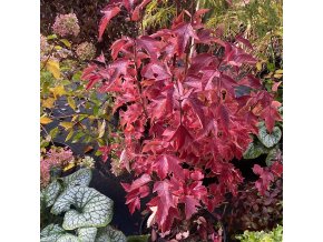 Viburnum sargentii 'Onondaga' - kalina Sargentova