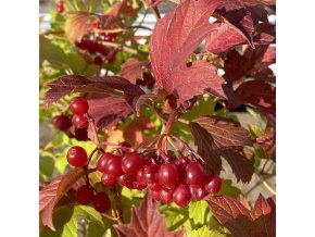 Viburnum trilobum 'Wentworth' - kalina klikvová
