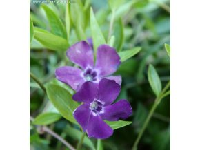 Vinca minor 'Atropurpurea' - barvínek menší