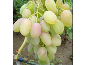 Vitis vinifera 'Blagovest' - réva vinná