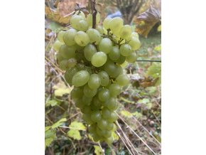 Vitis vinifera 'Diamant' - réva vinná