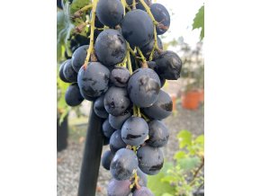 Vitis vinifera 'Dnětropetrovsky ' - červené réva vinná