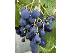 Vitis vinifera Dnetropetrovsky1
