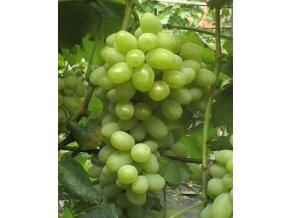 Vitis vinifera 'Jabločny' - réva vinná
