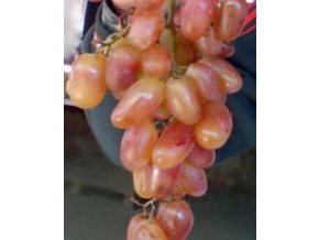 Vitis vinifera 'Julian' - réva vinná