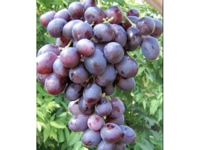 Vitis vinifera 'Nížina = Nisan' - réva vinná