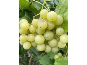 Vitis vinifera 'Pomeranč' - réva vinná