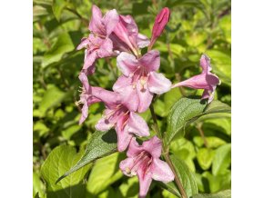 Weigela florida 'Boskoop Glory' - vajgélie květnatá