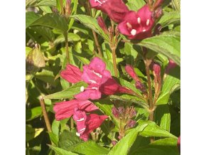 Weigela florida 'Bristol Ruby' - vajgélie květnatá