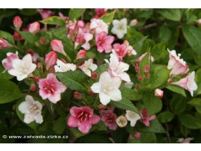 Weigela florida 'Carnaval' - vajgélie