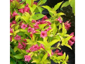 Weigela florida 'Luminescence' - vajgélie květnatá